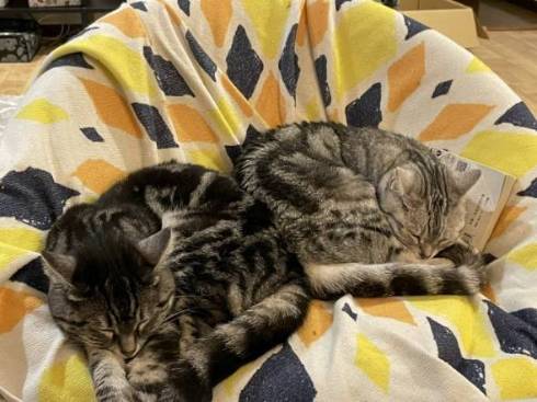 イキリ猫 チップちゃん イキリまくる アリスちゃん カシスちゃん