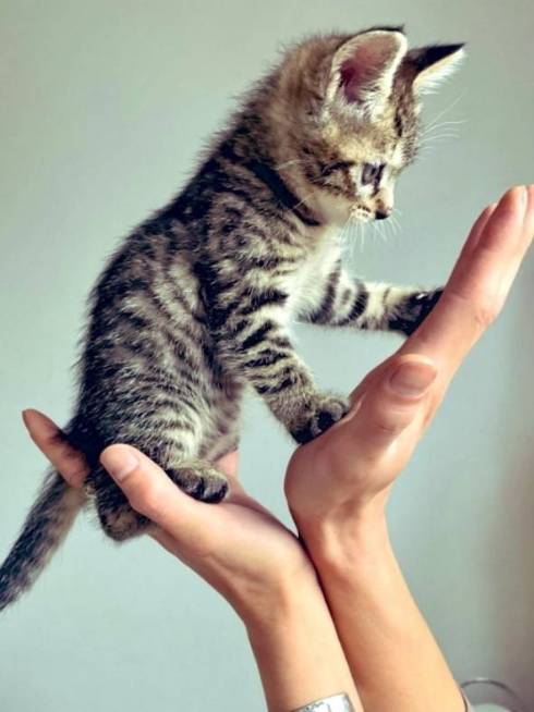 イキリ猫 チップちゃん イキリまくる