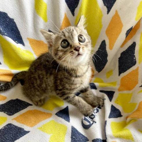 イキリ猫 チップちゃん イキリまくる