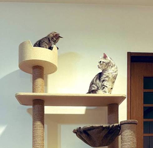 イキリ猫 チップちゃん イキリまくる