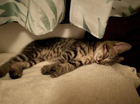 イキリ猫 チップちゃん イキリまくる