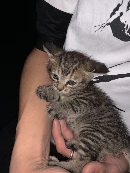 イキリ猫 チップちゃん イキリまくる