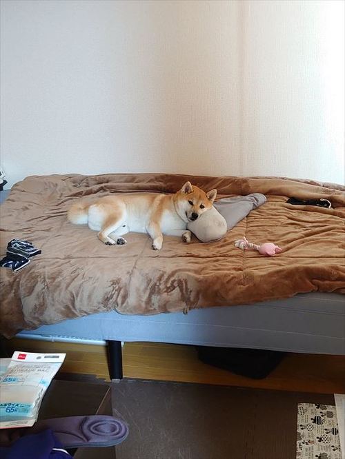柴犬