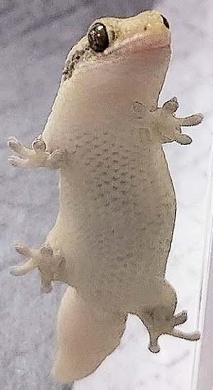 オオバクチヤモリさんトリミング