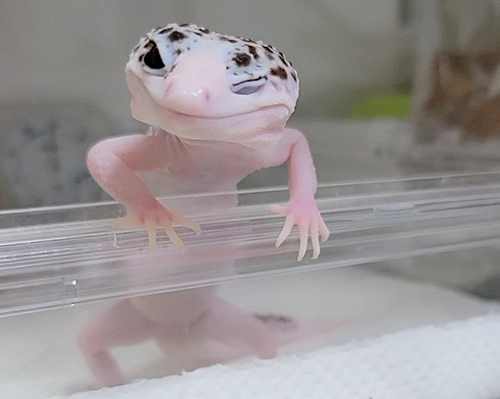 ウインクレオパさん