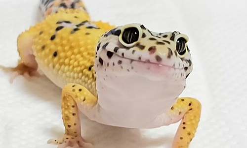 見上げるレオパさん