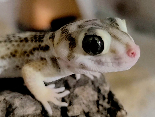  トルキスタンスキンクヤモリさん