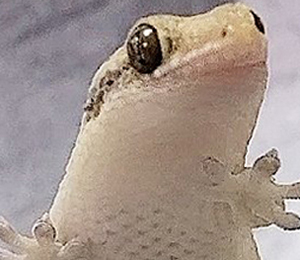 オオバクチヤモリさん顔トリミング