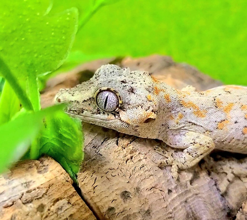 ガーゴイルゲッコーさん