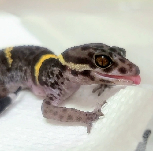 ハイナントカゲモドキさん