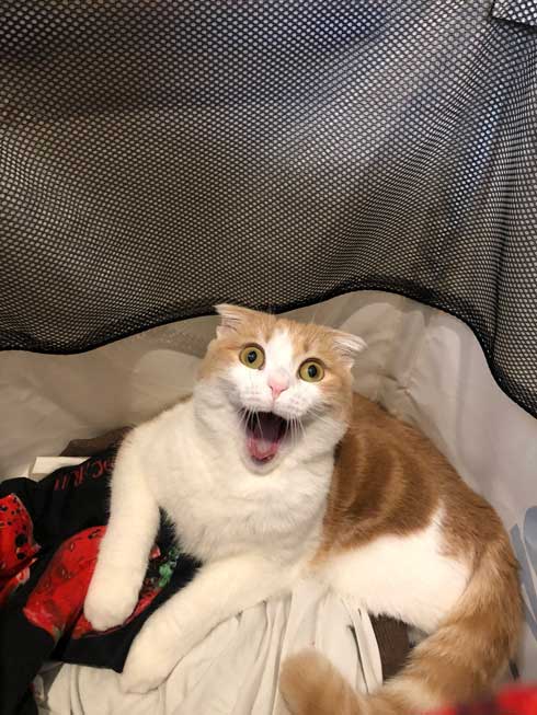 洗濯カゴ 入っていたのがバレた 猫 表情 あくび