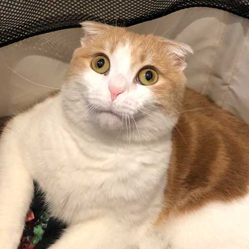 洗濯カゴ 入っていたのがバレた 猫 表情 あくび