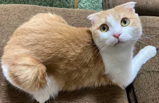 猫 とろ おにく スコティッシュフォールド マンチカン