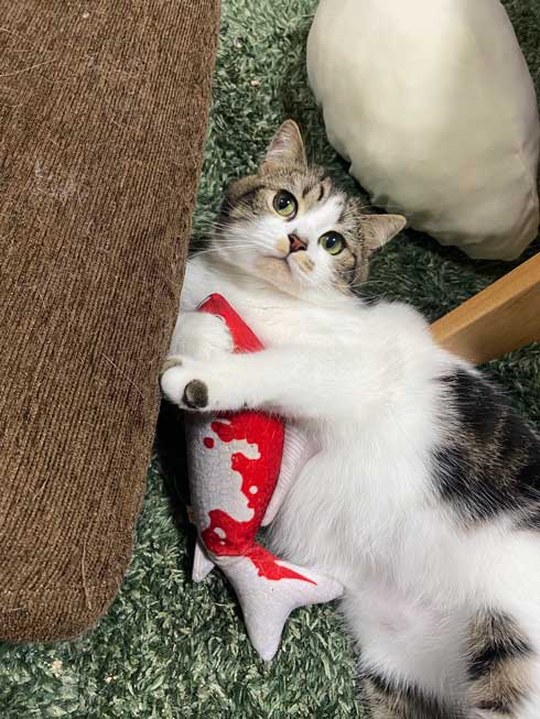 猫 とろ おにく スコティッシュフォールド マンチカン