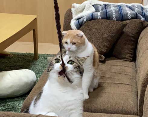 猫 とろ おにく スコティッシュフォールド マンチカン