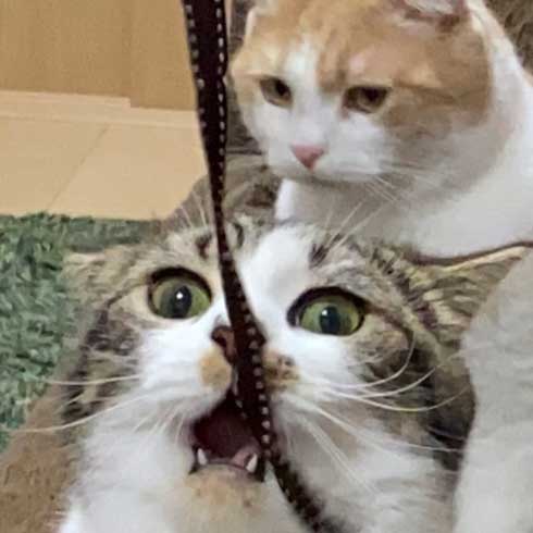 猫 とろ おにく スコティッシュフォールド マンチカン