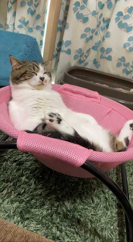 猫 とろ おにく スコティッシュフォールド マンチカン