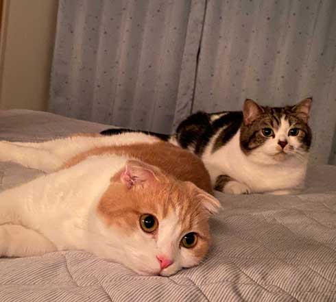 猫 とろ おにく スコティッシュフォールド マンチカン