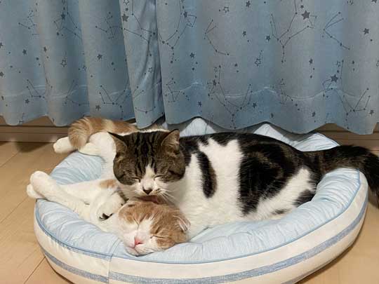 猫 とろ おにく スコティッシュフォールド マンチカン