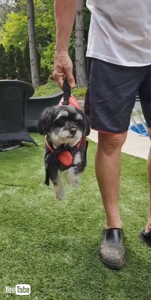 「Doggy Swims Through Air || ViralHog」