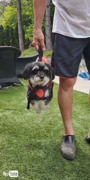 「Doggy Swims Through Air || ViralHog」