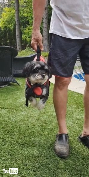 「Doggy Swims Through Air || ViralHog」