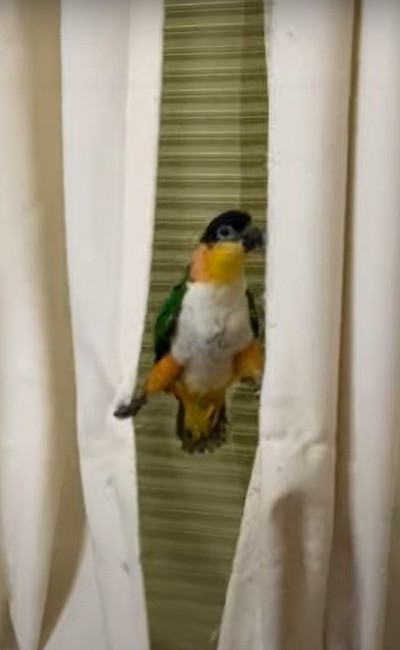 アクロバティックな鳥さん