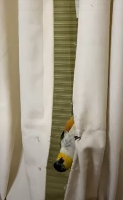 アクロバティックな鳥さん