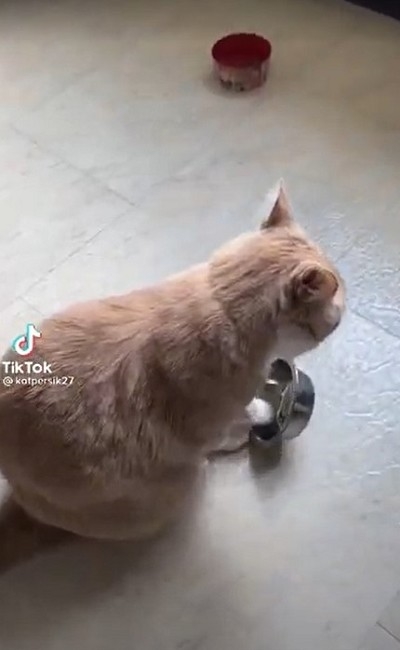 エサを忘れられた猫ちゃん