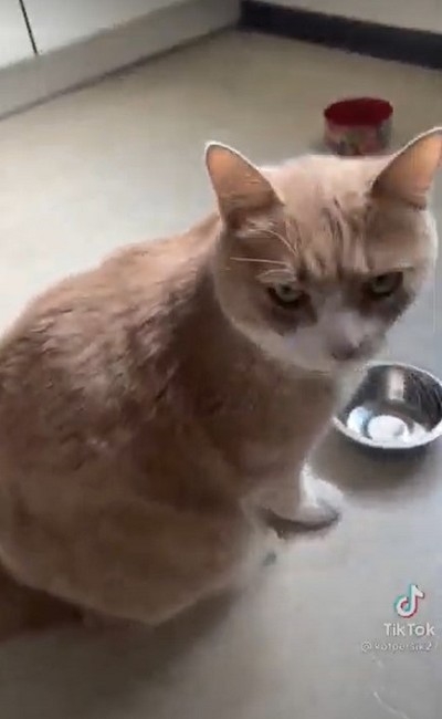 エサを忘れられた猫ちゃん