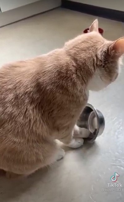 エサを忘れられた猫ちゃん