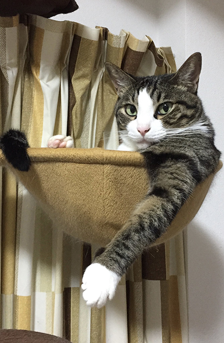 ハンモックにおさまってこちらを見る豆苗さん