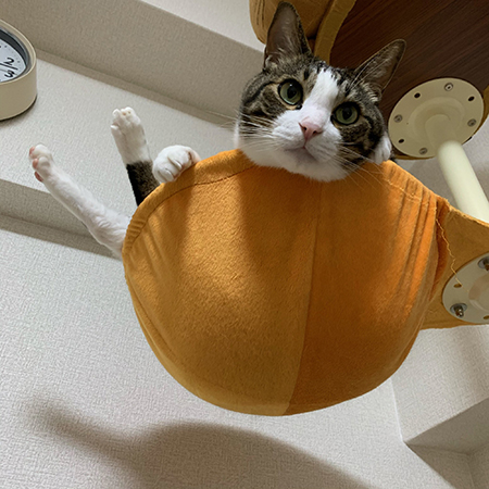 両足がはみだす豆苗さん