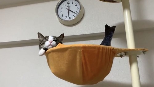 人魚な豆苗さん