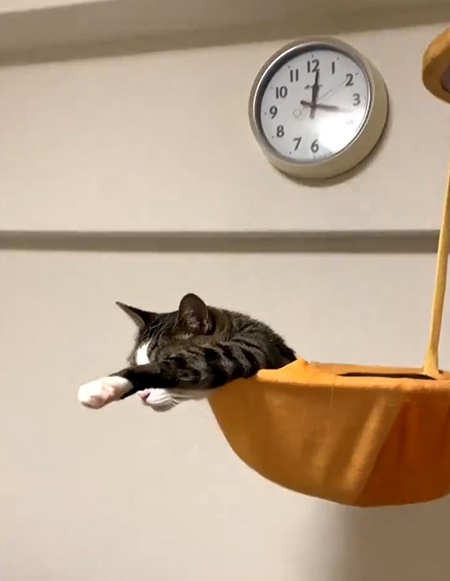 顔隠れ豆苗さん