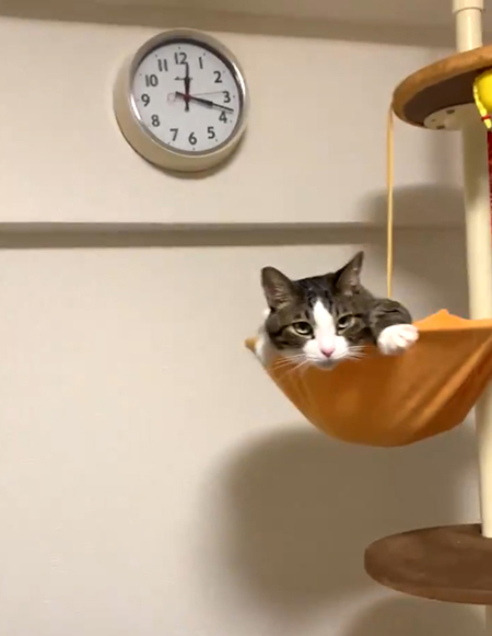 正面引き目の豆苗さん