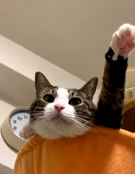 下から豆苗さん