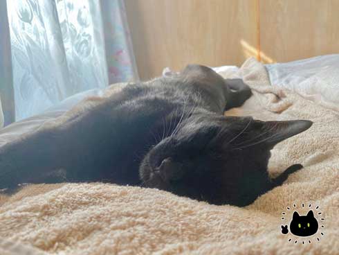 黒猫 ろん 寝る場所 分けあう 絵日記 漫画