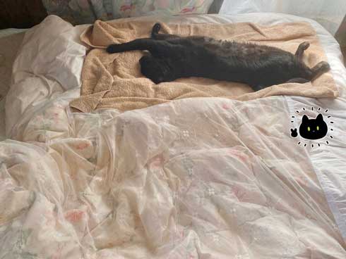 黒猫 ろん 寝る場所 分けあう 絵日記 漫画