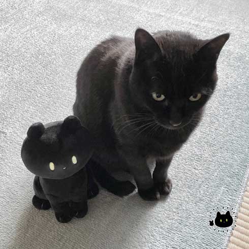 黒猫 ろん 寝る場所 分けあう 絵日記 漫画