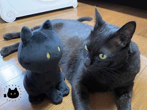 黒猫 ろん 寝る場所 分けあう 絵日記 漫画