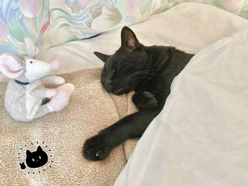 黒猫 ろん 寝る場所 分けあう 絵日記 漫画