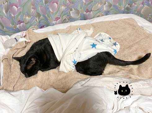 黒猫 ろん 寝る場所 分けあう 絵日記 漫画