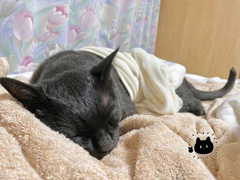 黒猫 ろん 寝る場所 分けあう 絵日記 漫画