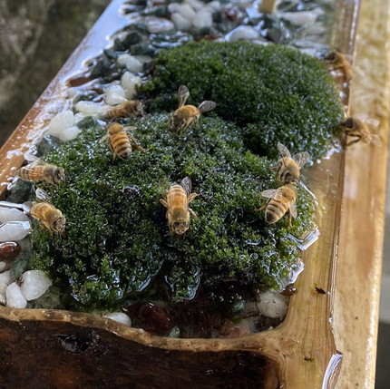 ミツバチさんたち