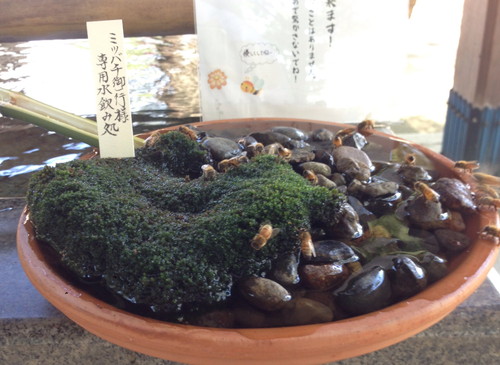 ミツバチさんたち