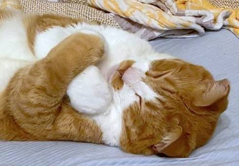 ファラオ猫 マナ君 ちゃしろお兄ちゃん