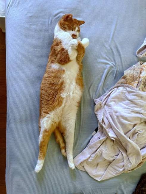 ファラオ猫 マナ君 ちゃしろお兄ちゃん