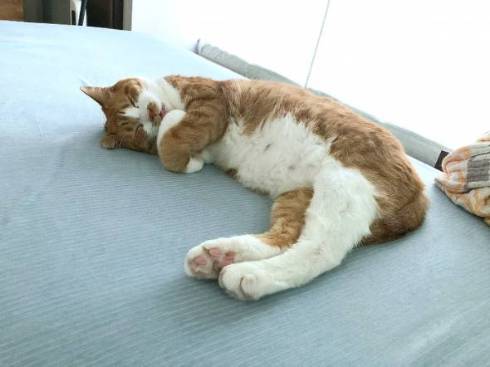 ファラオ猫 マナ君 ちゃしろお兄ちゃん