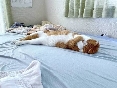 ファラオ猫 マナ君 ちゃしろお兄ちゃん